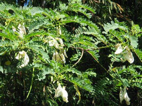 kutray medicine|Pinoy Alternative Medicine: Katuray.
